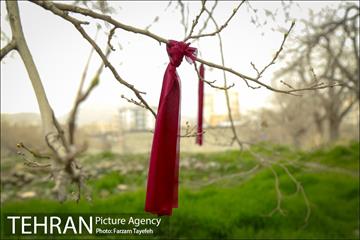 آرایش درختان کهنسال توت در محله کن 5