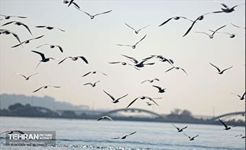کوچ پرندگان مهاجر به دریاچه شهدای خلیج‌فارس 14