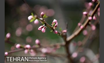 بهار در تهران 24