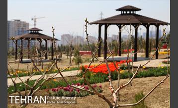 باغ گل لاله های ایرانی در بوستان آبشار تهران‎ 32