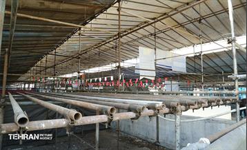 عرضه دام زنده بهداشتی ویژه روز عرفه و عید قربان 19