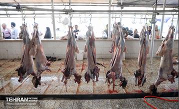 مرکز عرضه دام بهداشتی به مناسبت عید قربان 40