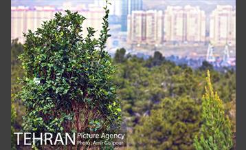 آیین کاشت درخت دانش در بوستان جنگلی چیتگر 25