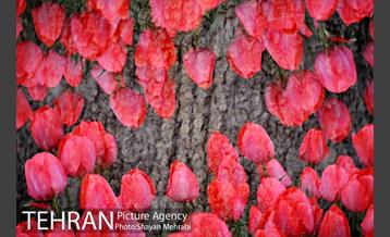 روش گل های لاله در باغ ایرانی 19