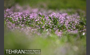 بهار در تهران 36