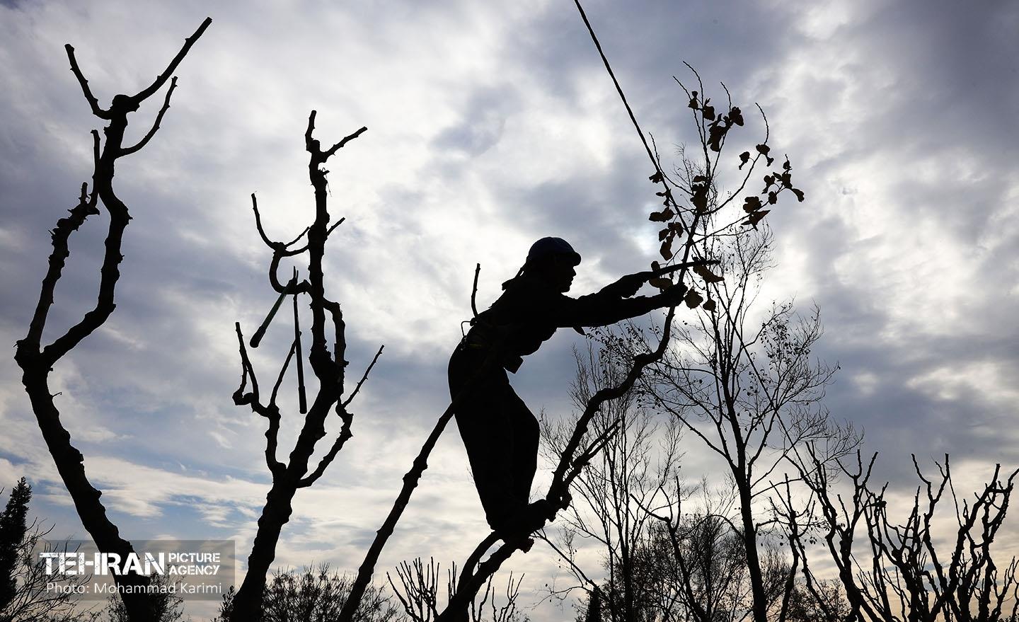 هرس درختان در منطقه ۱۶ 16