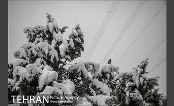 برف زمستانی پارک جمشیدیه 9