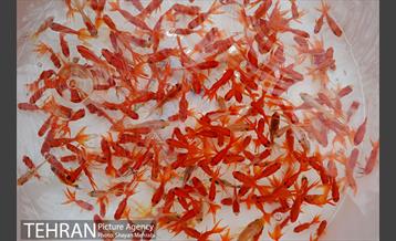 بازار تجریش در آستانه عید نوروز 2