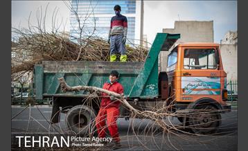 آغاز فصل هرس درختان 22