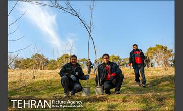 کاشت 2200 اصله نهال در بوستان جنگلی چیتگر 12