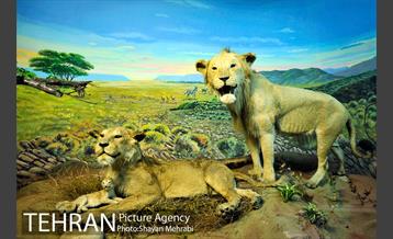 موزه حیات وحش هفت چنار 35