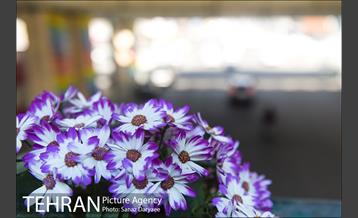 گل آرایی پل سیدخندان 17