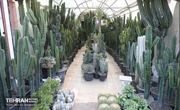 بازار گل شهید محلاتی در آخرین روزهاى سال 27