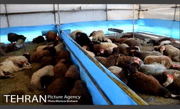 آماده سازی قربانگاه منطقه ۲۰ ( شهرری )  9