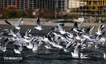 کوچ پرندگان مهاجر به دریاچه شهدای خلیج‌فارس 15