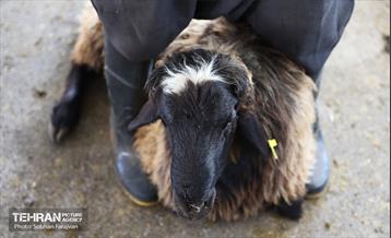 مرکز عرضه دام بهداشتی به مناسبت عید قربان 1