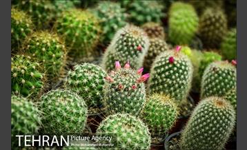 هفدهمین نمایشگاه بین‌المللی گل و گیاه 9