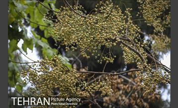 پاییز زیبای پایتخت- 4 17