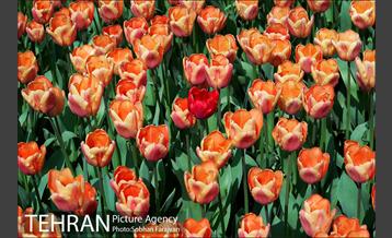 لاله برای مادران 3