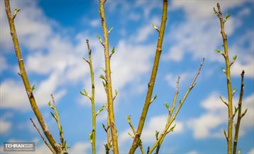 نهال کاری شهردار تهران و رئیس جمهور به مناسبت روز درختکاری 28