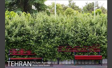 بوستان میعاد 17