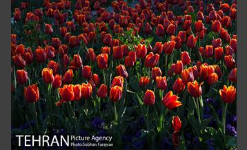 رویش گل های لاله در بوستان گفتگو 4
