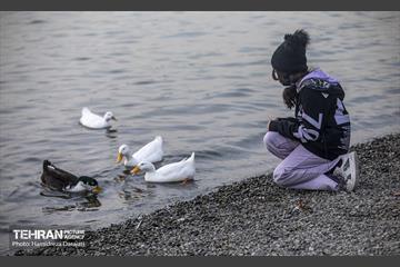 آوای مهاجران  15