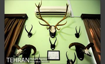 موزه حیات وحش هفت چنار 52