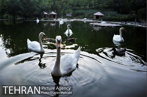 باغ پرندگان تهران 48