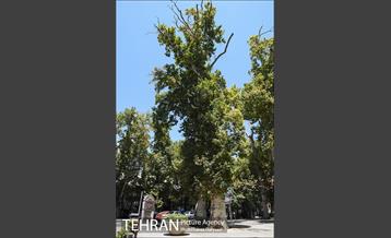 محله تجریش 3