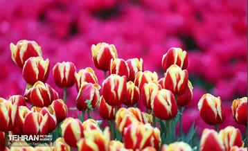 لاله‌ها میهمان باغ ایرانی 27