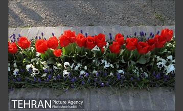 جشنواره لاله‌ها در بوستان زندگی محله هرندی 19