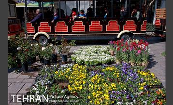 نمایشگاه گل و گیاه نوروزی در پیاده راه ۱۷ شهریور