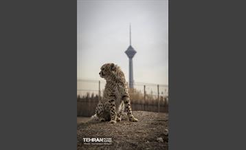 پیروز؛ پسر ایران 7