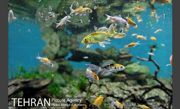 آکواریوم پارک شهر 14