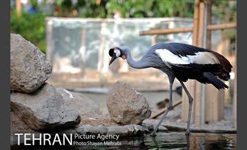 باغ پرندگان تهران 13