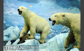 موزه حیات وحش پردیسان 8