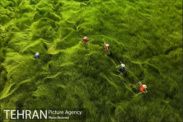 برندگان جایزه عکاس هوایی سال ۲۰۲۰  21