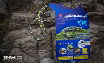 اقیانوس پارک  27