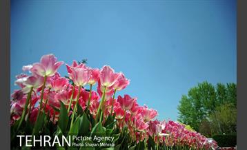 رویش گل های لاله در بوستان گفتگو 16