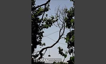 توتستان های طرشت، طعم شیرین طهران قدیم 8