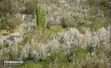 دومین جشنواره شکوفه‌های گیلاس 39