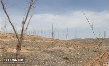 بهره‌برداری از فاز دوم طرح جنگلکاری کمربند سبز 19