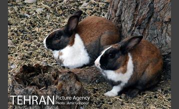 پاییز در میشه زار بوستان جنگلی چیتگر 9