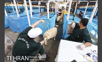 بازدید سعید راد از مراکز عرضه دام  14
