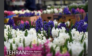 بازار گل شهید محلاتی در آستانه نوروز 15