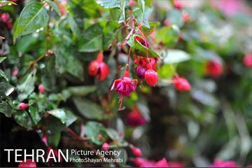 شانزدهمین نمایشگاه بین المللی گل و گیاه تهران - 2 55