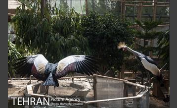 باغ پرندگان تهران 16
