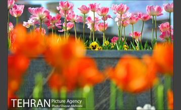 رویش گل های لاله در بوستان ملت 31