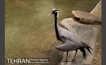 باغ پرندگان تهران 5